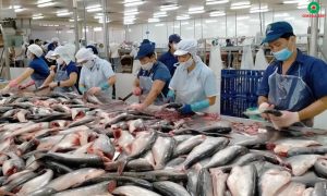 So sánh Thông tư 99/2025/TT-BTC và Thông tư 200/2014/TT-BTC về hệ thống tài khoản kế toán 18 Doanh nghiệp ngành thủy sản cần triển khai ERP - thoát khỏi quy trình vận hành thủ công, rời rạc