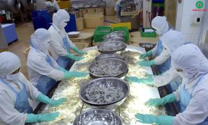 So sánh Thông tư 99/2025/TT-BTC và Thông tư 200/2014/TT-BTC về hệ thống tài khoản kế toán 19 Doanh nghiệp thủy sản không kiểm soát được chuỗi cung ứng